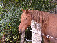 peinture-sur-bois-creavero-008028.jpg